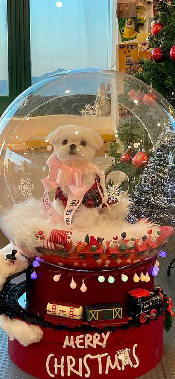 圣诞月'christmas☆ ​​​