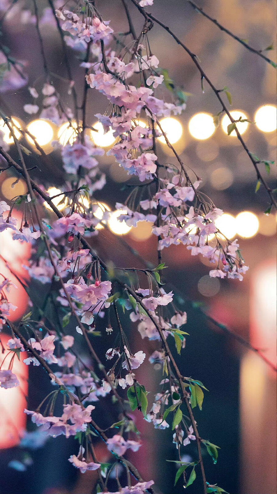 花&灯
壁纸