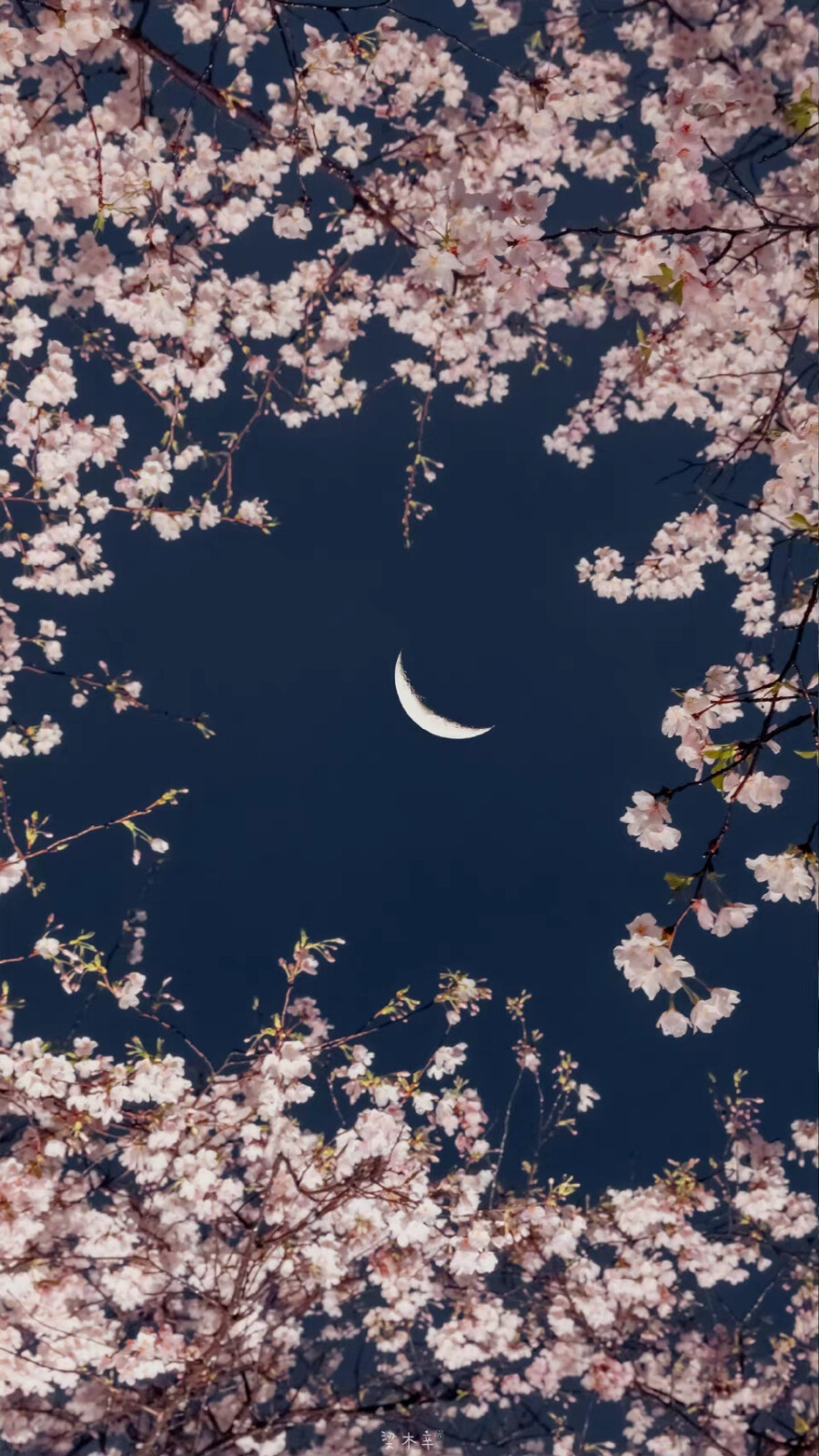 花&灯
壁纸