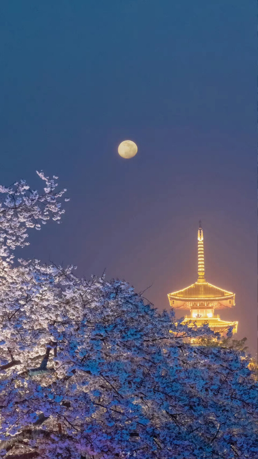 花&灯
壁纸