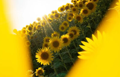 向日葵背景图