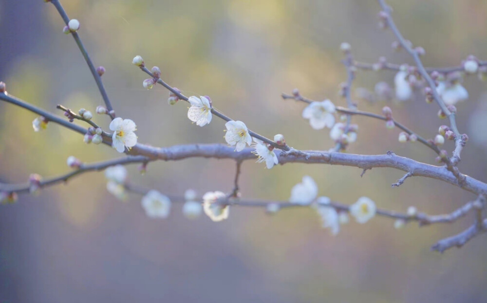 玉芽棲枝