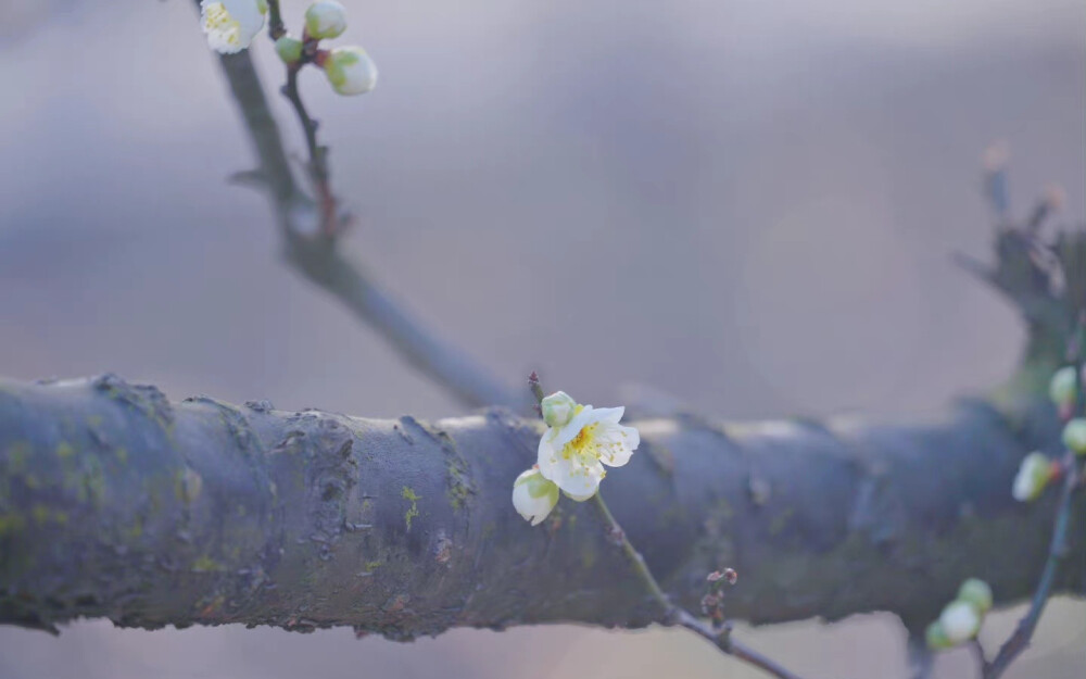 玉芽栖枝