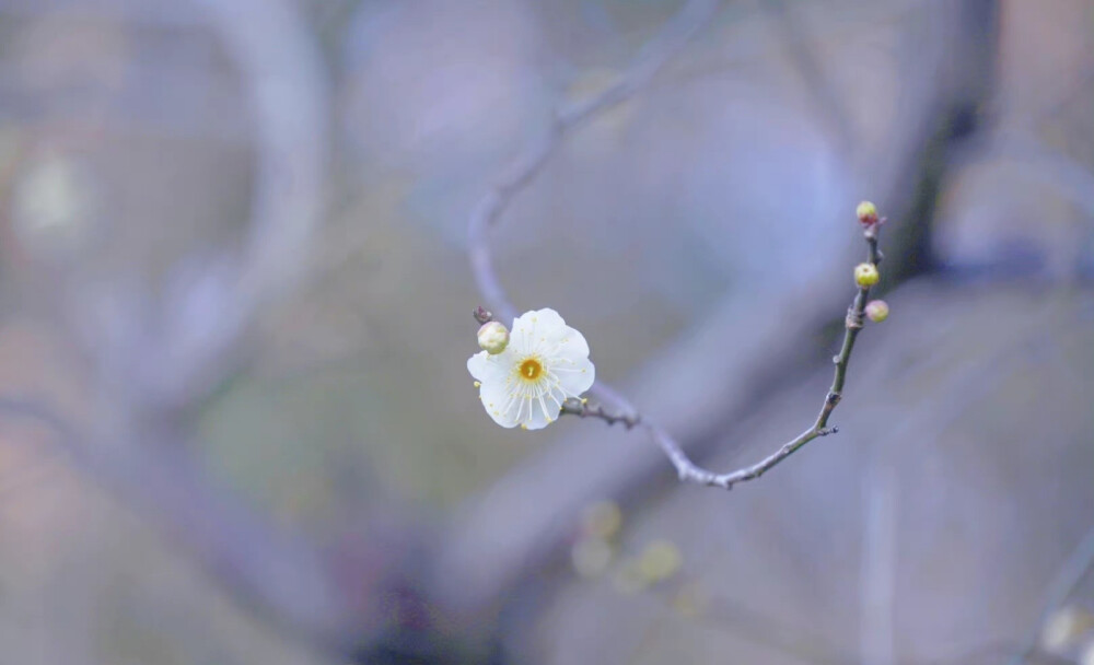 玉芽棲枝