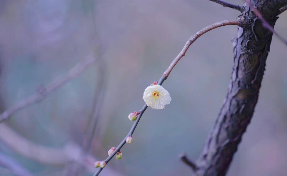 玉芽栖枝