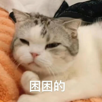 猫咪表情包
