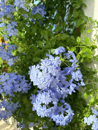 家中蓝雪花