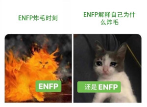 enfp小狗