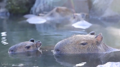 水怪豚