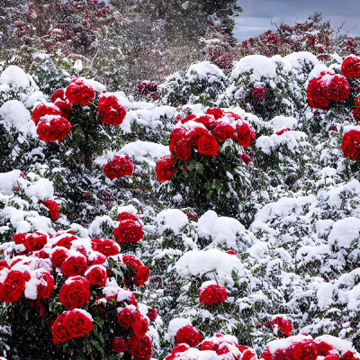 雪与玫瑰