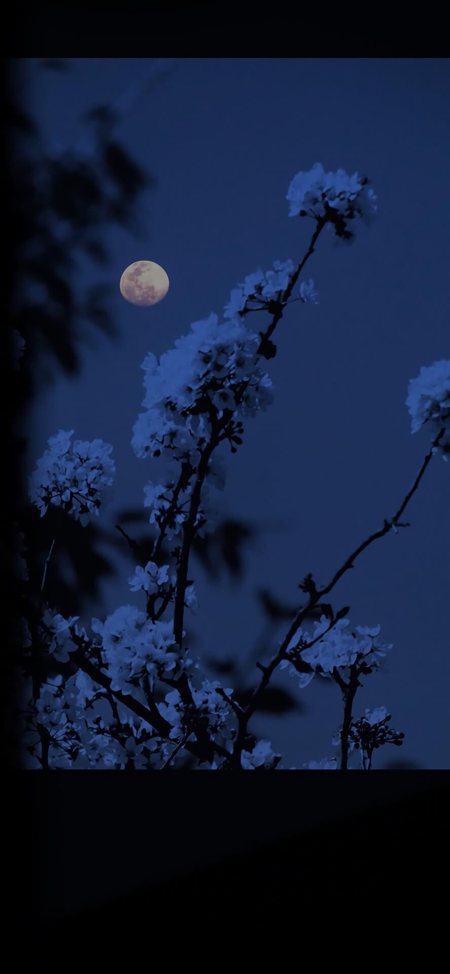 壁纸 图片来源于网络 侵删