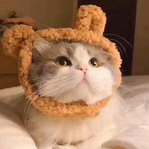 猫咪头像
