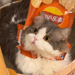 小猫咪