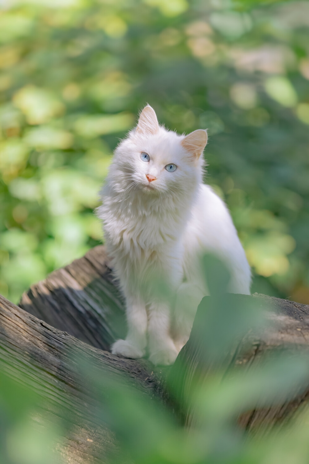 猫咪手机高清竖屏壁纸图片