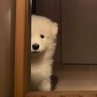 狗狗头像