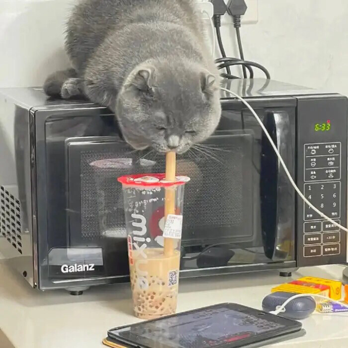 猫咪