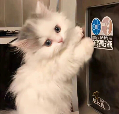 猫猫虫