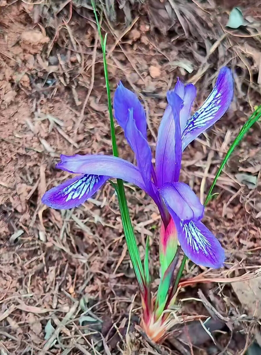 花草