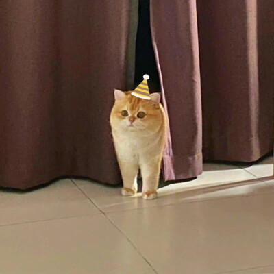 猫咪头像