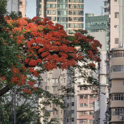 背景｜文案
胡须如草芥疯长，悲欢不过梦一场。
Beards grow like dirt, joys and sorrows are but a dream.