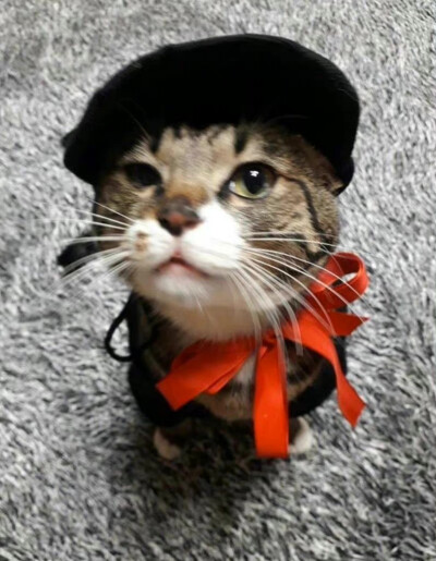 多利宝宝