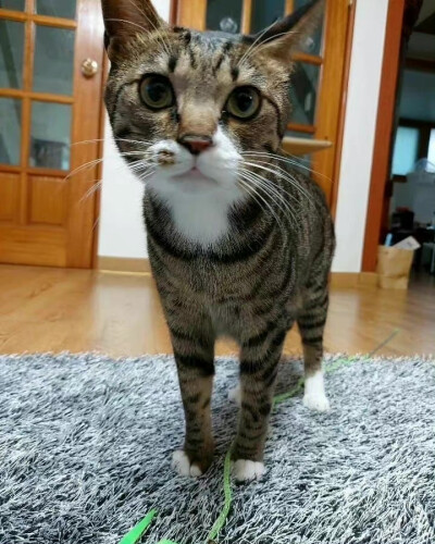 多利宝宝