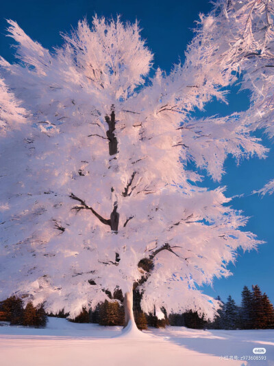 雪景