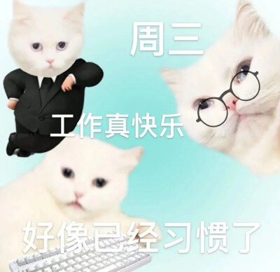 小猫表情包