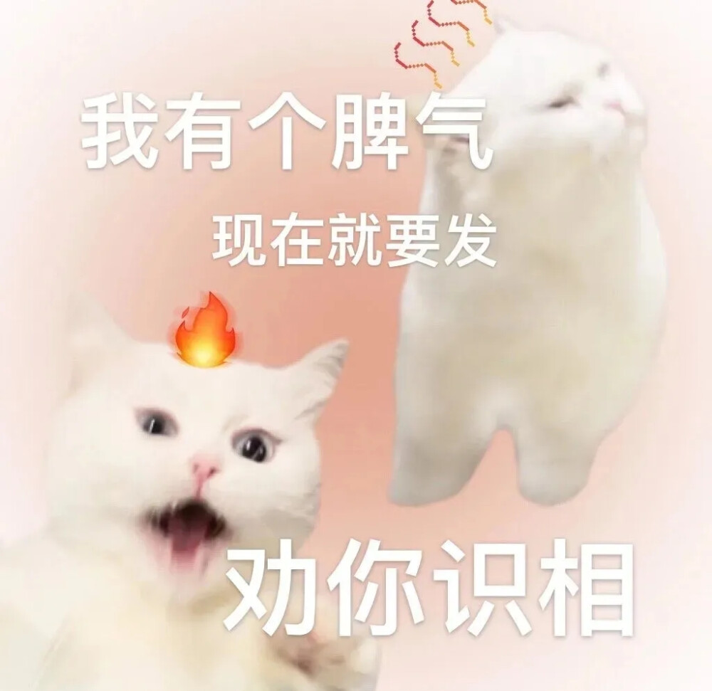 小猫表情包