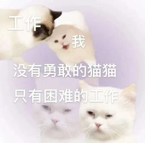 小猫表情包