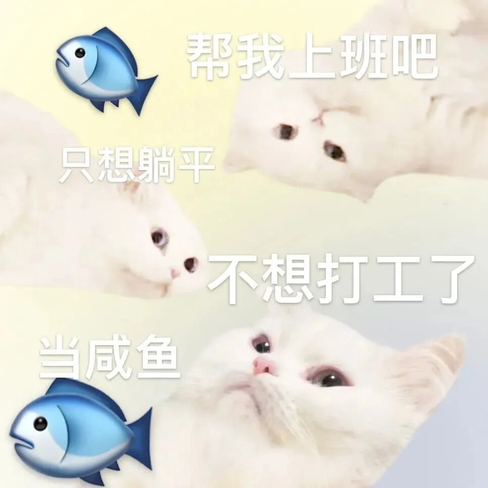 小猫表情包