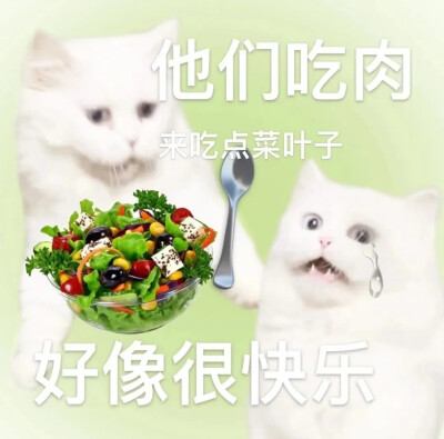 小猫表情包