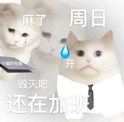 小猫表情包