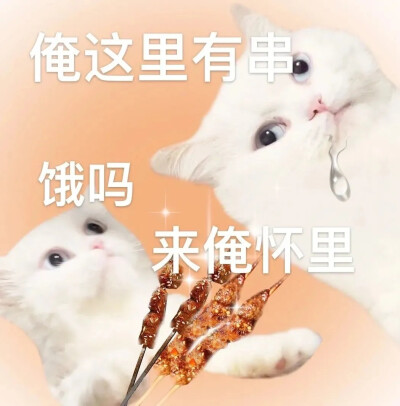 小猫表情包