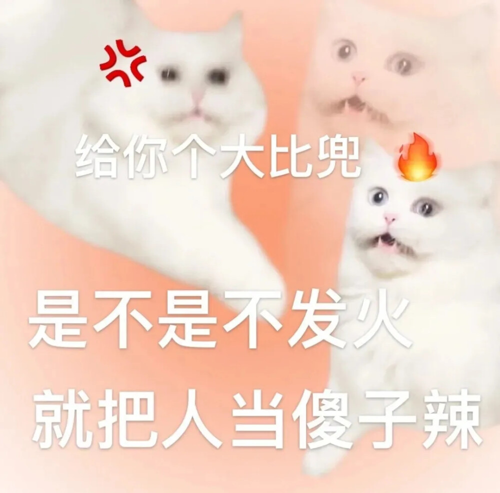 小猫表情包