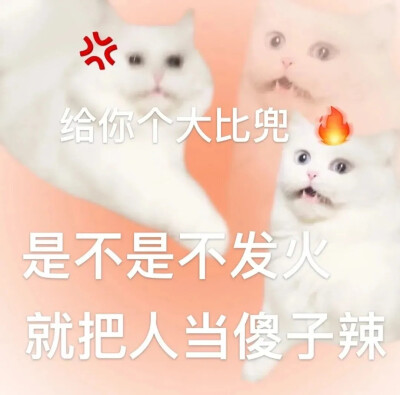 小猫表情包