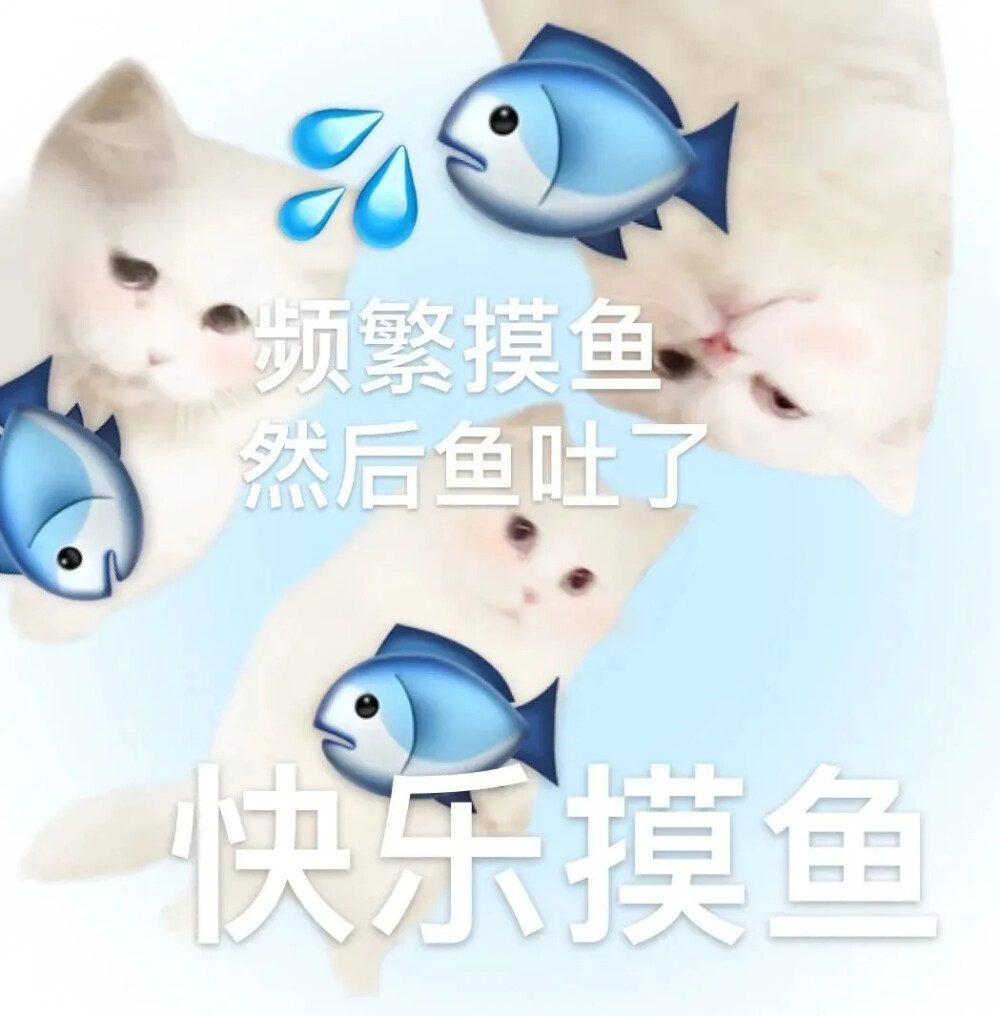 小猫表情包