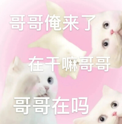 小猫表情包