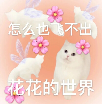 小猫表情包