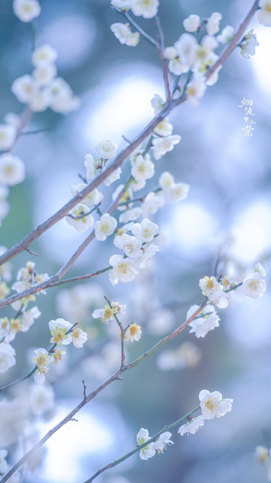 云来去，数枝雪
花:绿萼梅
摄影师/烟波里的棠