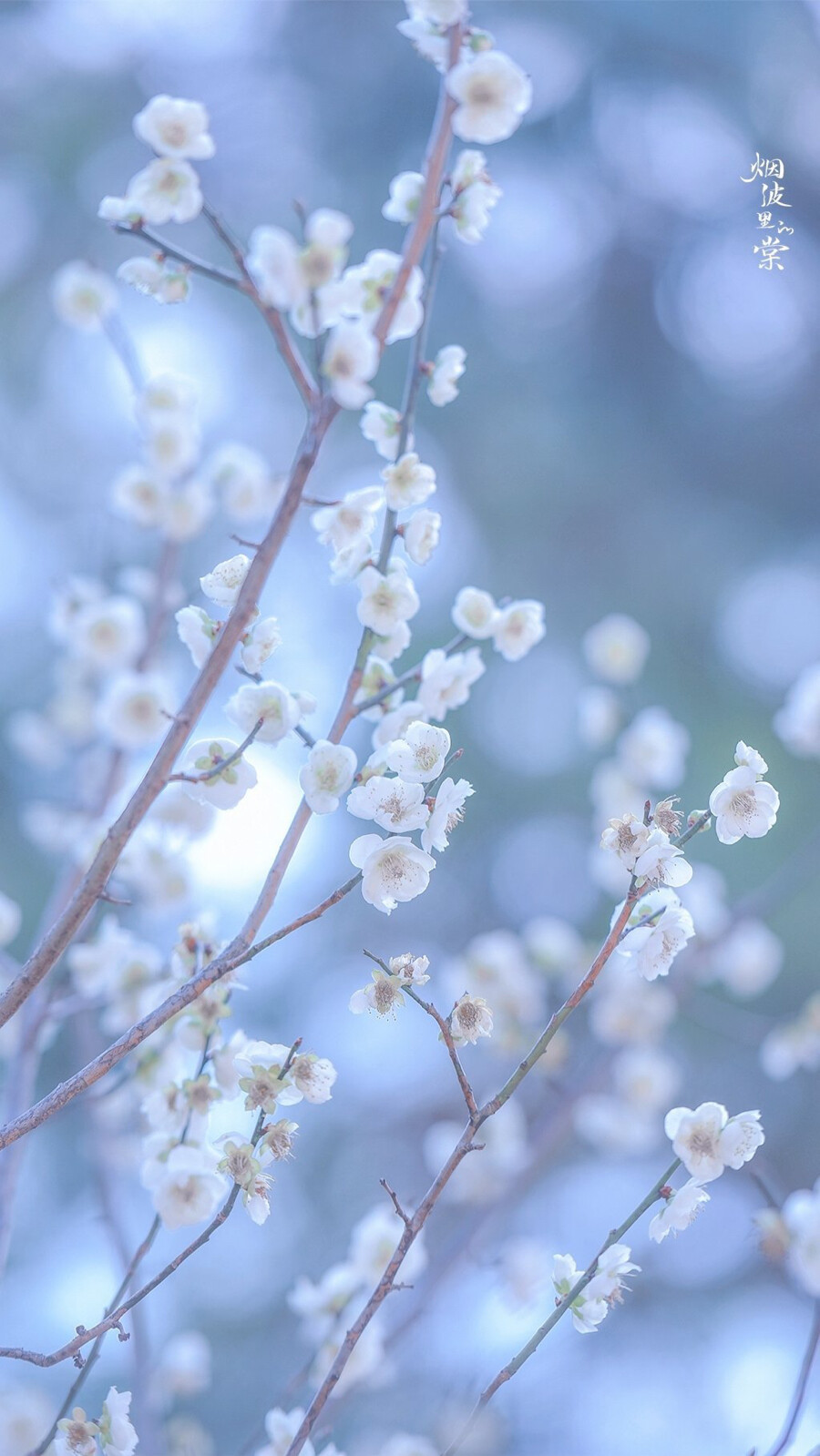 云来去，数枝雪
花:绿萼梅
摄影师/烟波里的棠