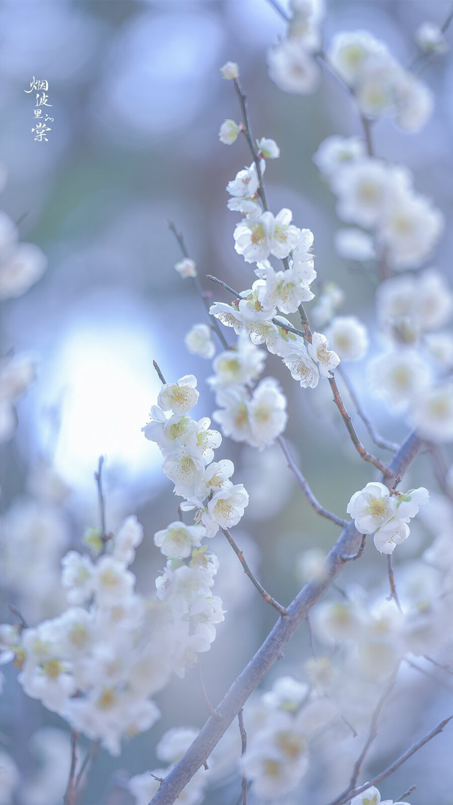 云来去，数枝雪
花:绿萼梅
摄影师/烟波里的棠