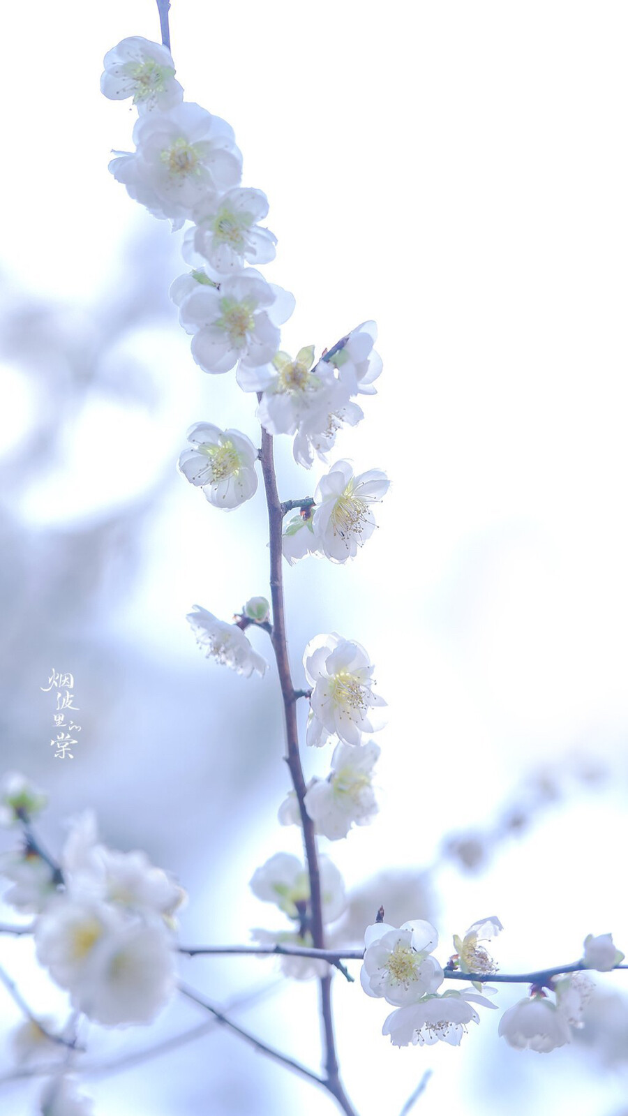 云来去，数枝雪
花:绿萼梅
摄影师/烟波里的棠