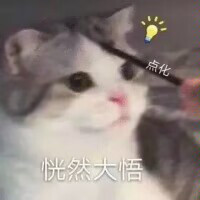 猫咪表情包