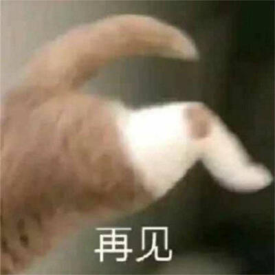 猫咪表情包