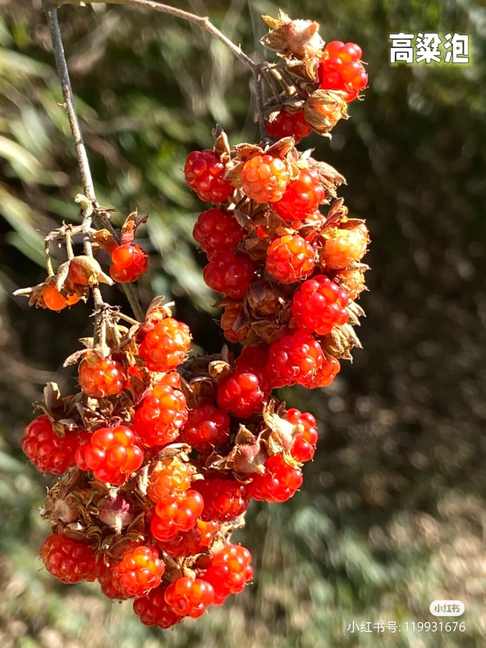 花草