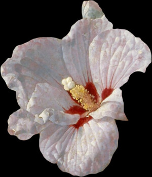 花.蝴蝶素材
