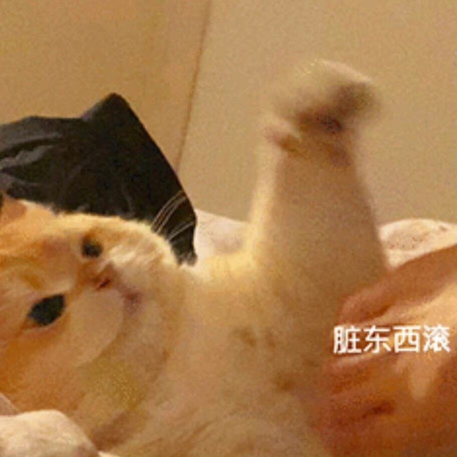 猫猫狗狗表情