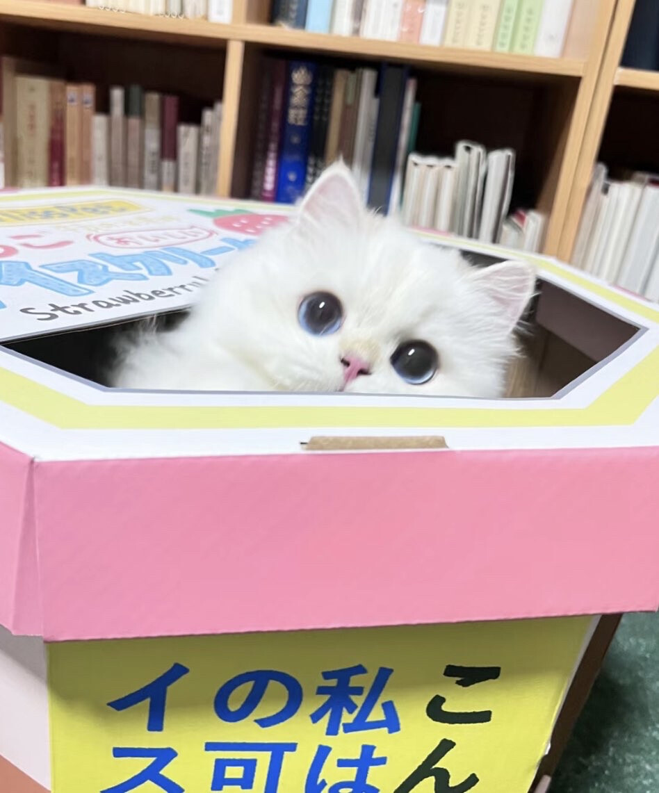 全是猫