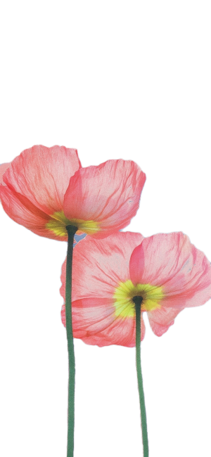 溶图～水印～免抠图素材